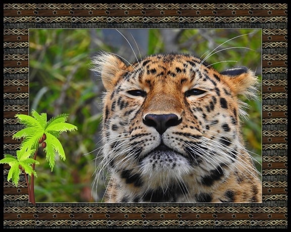 zviera, fotomontáž, predator, mäsožravec, voľne žijúcich živočíchov, leopard, safari