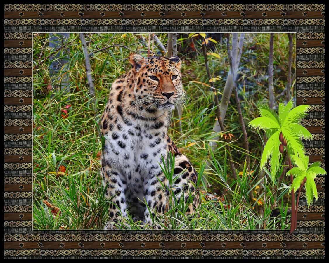 fotomontage, natuur, dier, dieren in het wild, luipaard, wild, safari, predator, leopard