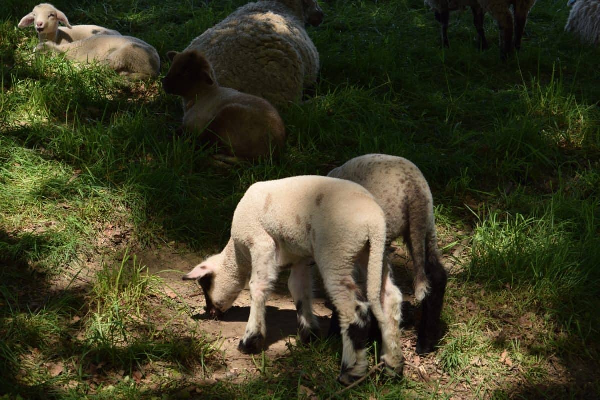 animais, ovelha de grama, cordeiro, ao ar livre