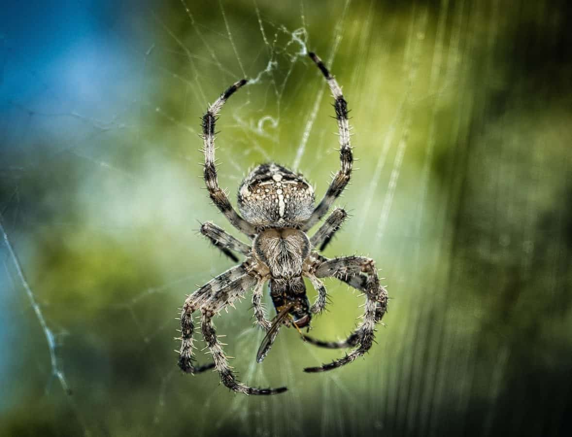 böcek, spiderweb, örümcek, makro, ayrıntı, hayvan, zooloji