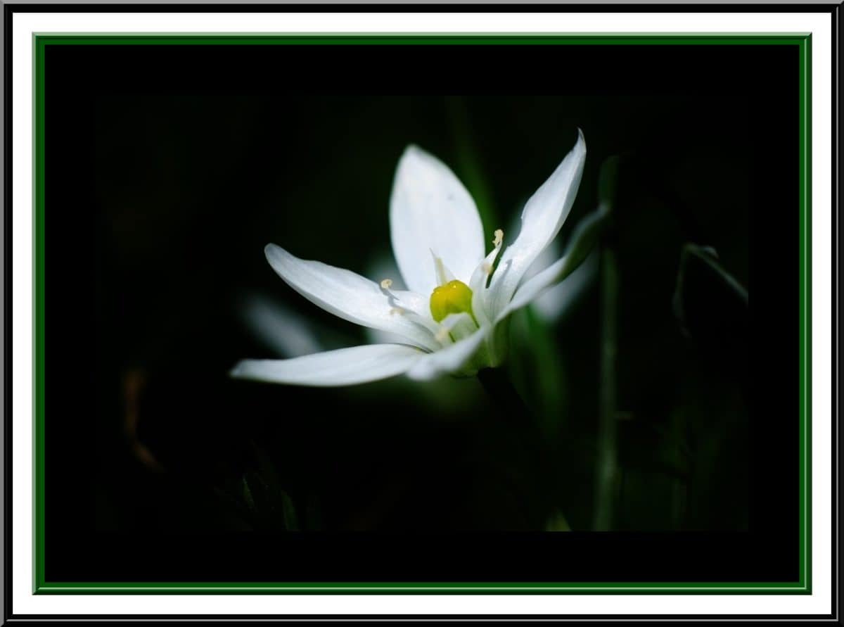 fotomontaj, design, întuneric, flori albe, cadru, floare, petale