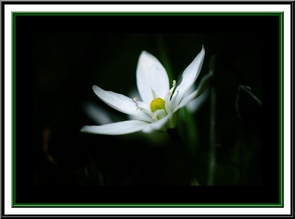photomontage, design, darkness, white flower, frame, blossom, petal