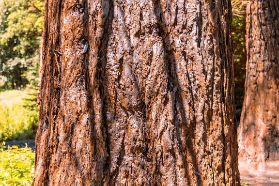 Tree bark, træ, natur, skov, park, mønster, cortex