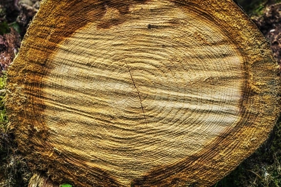 dřevo, textury, příroda, brown, detail, makro, vzorek, strom