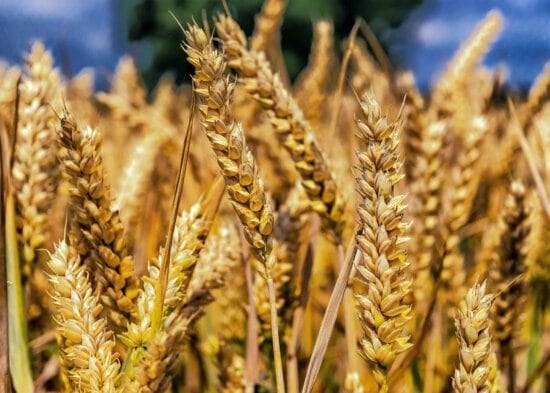 semences, céréales, paille, de farine, l’agriculture