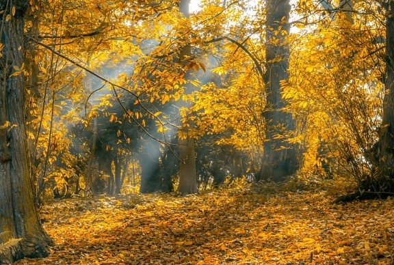 větve, listy, krajina, strom, příroda, dřevo, topol, podzimní