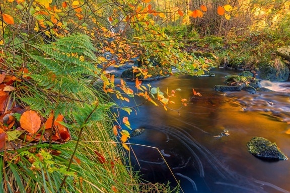 jesen, lišće, voda, drvo, drvo, priroda, list, tekstura