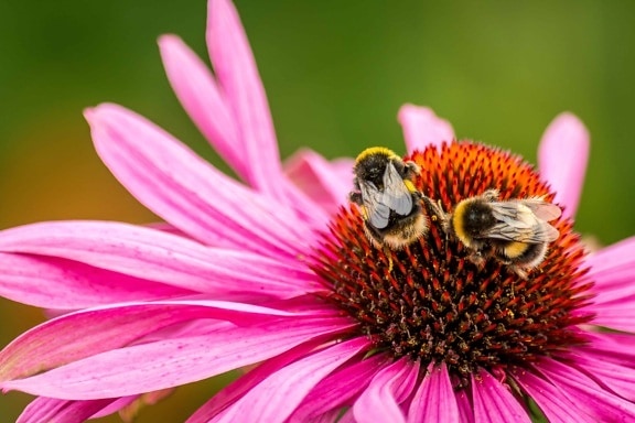 花粉、蜂、自然、庭園、夏、虫、マクロ、花