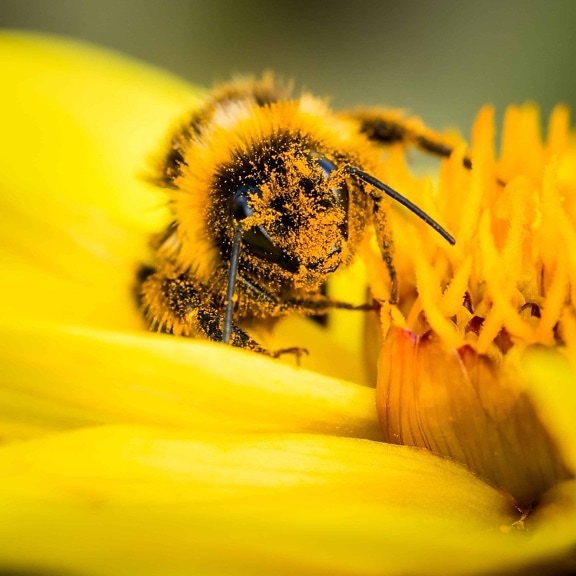 blomst, insekt, pollen, natur, bee, pollinering, makro, detaljer