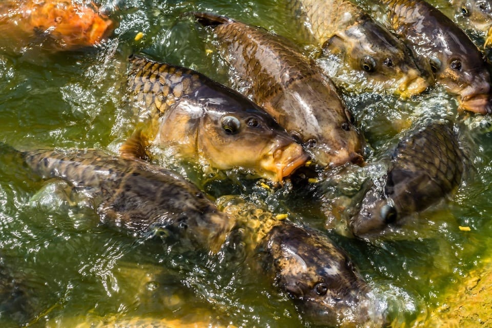 Free picture: nature, fish, animal, carp fish, pond, water