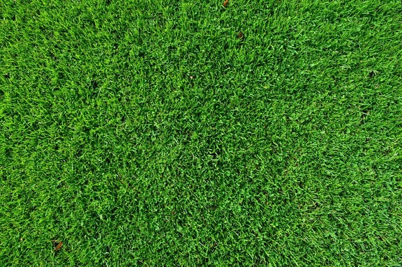 листа, трева, поляна, зелена трева, зелено, модел, растителна