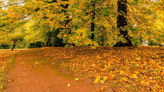 dřevo, krajina, listí, příroda, strom, podzim, Les, rostlina