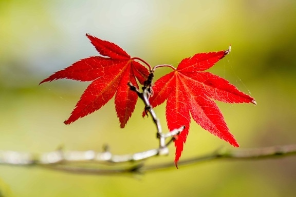 природа, червени листа, есен, завод, флора, клон, екология