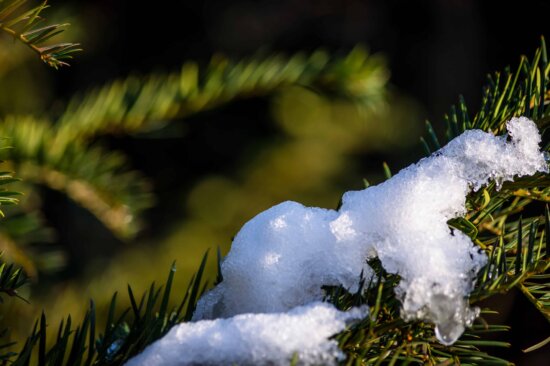 arbre, hiver, neige, branche, persistantes, glace, flocon de neige