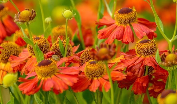 Flora Záhrada, list, kvet, záhradníctvo, lupienok, leto, príroda