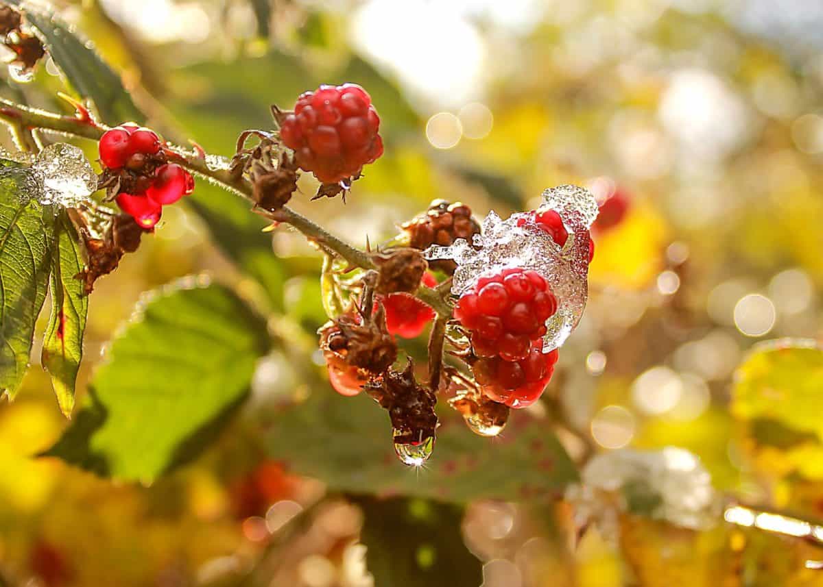 buah cabang pohon, makro, merah, berry, daun, alam, raspberry, manis