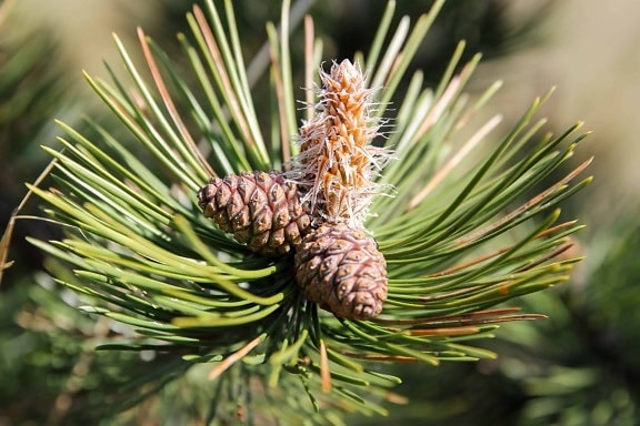 spruce, evergreen, conifer, nature, tree, pine tree, branch