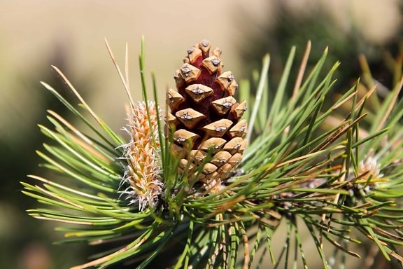 pine tree, branch, spruce, nature, tree, evergreen, conifer, green leaf