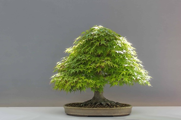 bonsai, roślin, charakter, zioło, drzewa, Martwa natura