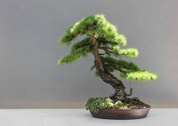 Evergreen árvore, folha, bonsai, natureza, planta