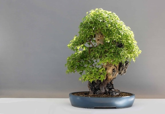 листя характер дерево, bonsai, завод, Натюрморт
