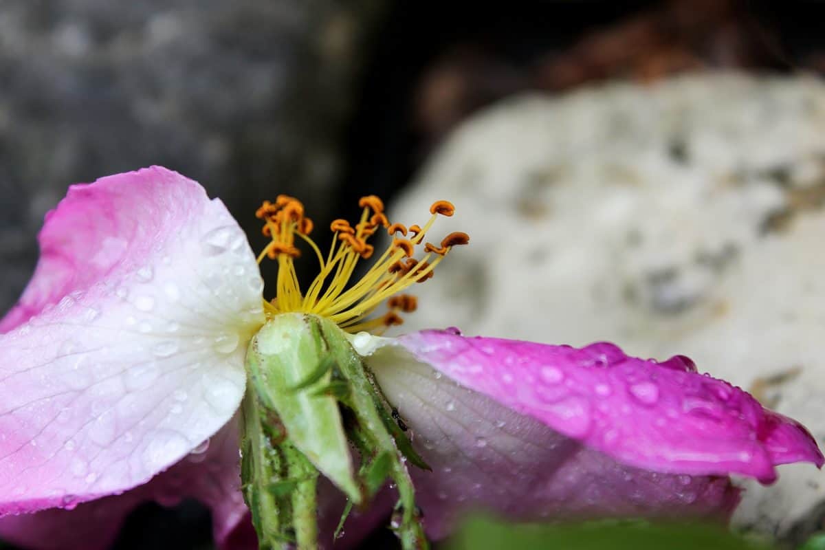 น้ำค้าง ความชื้น ฝน ดอกไม้ ธรรมชาติ พืช พืช กลีบดอก ดอก สีชมพู