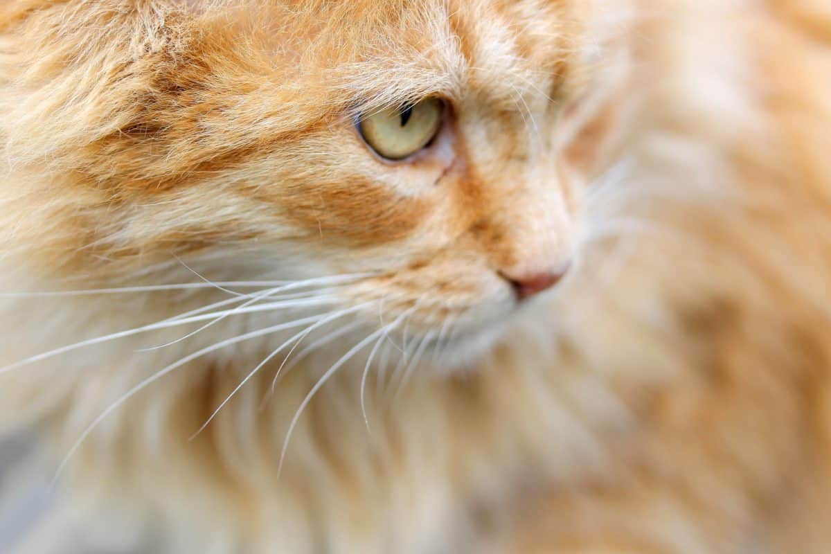 フリー写真画像 肖像画 目 毛皮 動物 猫 かわいい ペット キティ ネコ 国内の猫を黄色
