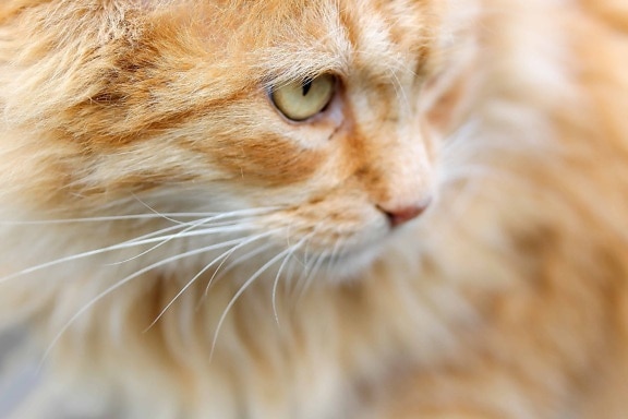 ภาพบุคคล ตา ขนสัตว์ สัตว์ สีเหลืองภายในประเทศ แมวแมว คิตตี้ แมว น่ารัก สัตว์เลี้ยง