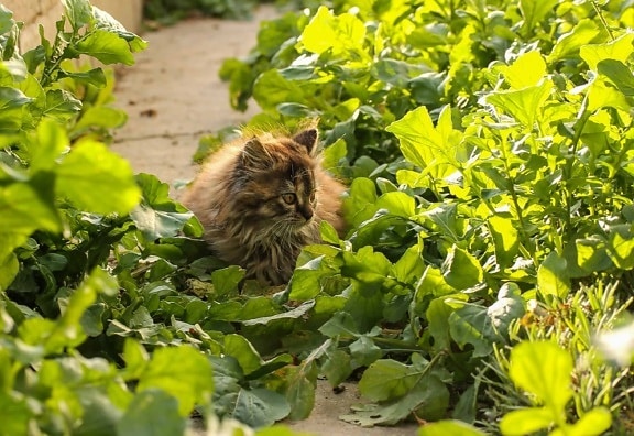 nature, green leaf, tree, outdoor, cat, flora, daylight
