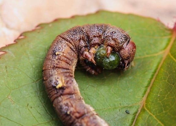 Caterpillar, güve, omurgasız, solucan, böcek, makro, larva