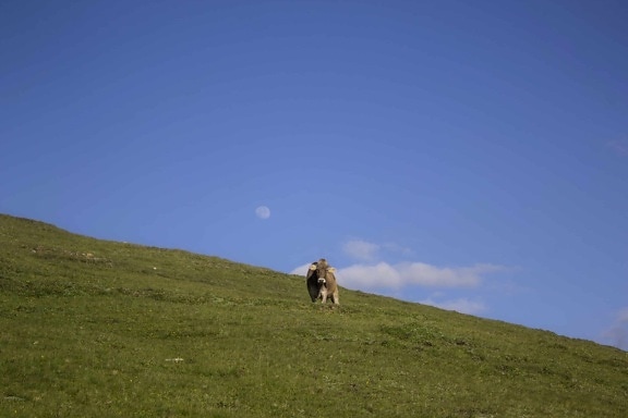 cow, blue sky, grass, hill, landscape, grassland, cow, mountain, outdoor