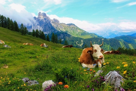วัว ฤดูร้อน ภูเขา ภูมิทัศน์ ธรรมชาติ หญ้า ท้อง ฟ้า กลางแจ้ง
