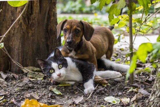 nature, cute, dog, domestic cat, pet, outdoor, ground