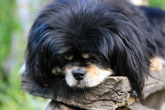 fekete kutya, portré, állat, aranyos, kisállat, szőrme, szervezet, kutya, kiskutya