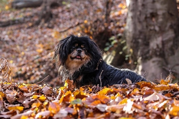 природата, куче, животно, организъм, кучешки, любимец, сладък, кученце, открито, есента