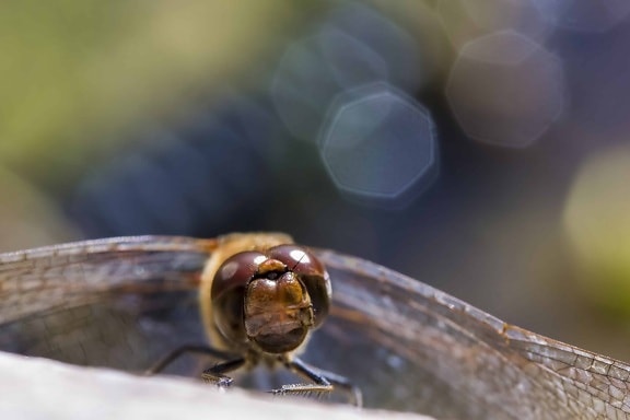 insect, nature, arthropod, macro, dragonfly, outdoor