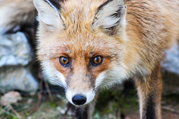 fur, wildlife, fox, animal, nature, predator, wild