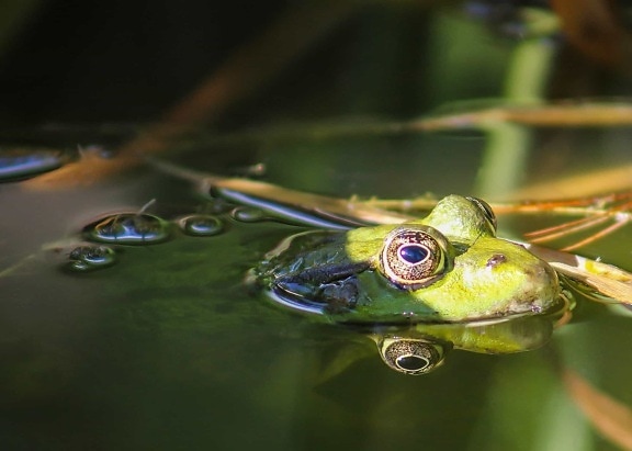 frog, nature, water, reflection, amphibian, wildlife