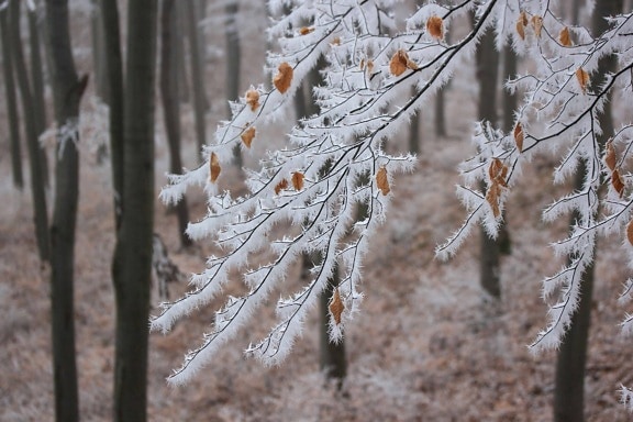霜冻, 雪, 自然, 植物, 冬天, 寒冷, 树, 树枝, 木头