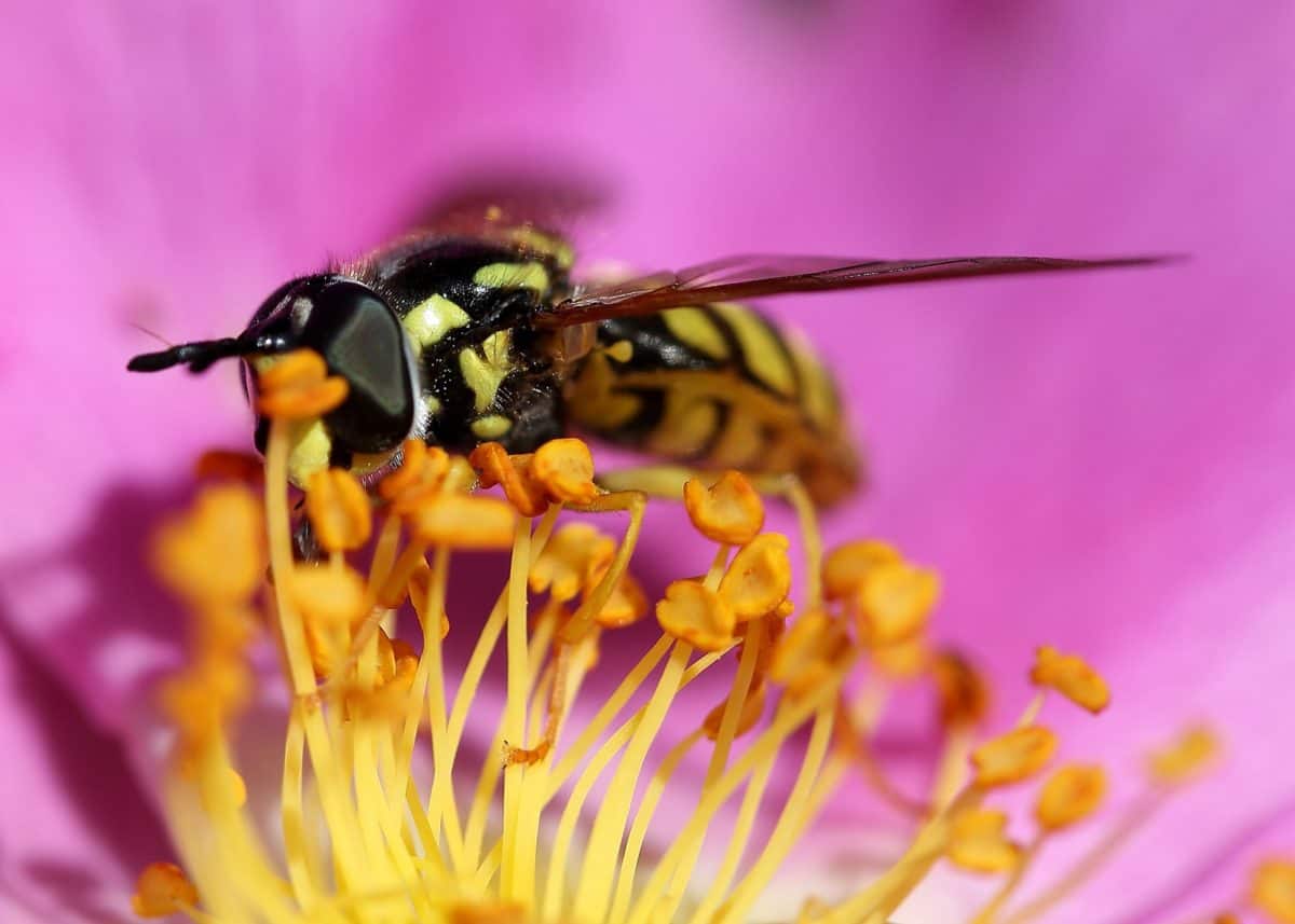 цветок, лето, насекомое, природа, пыльца, осы, членистоногих, макро