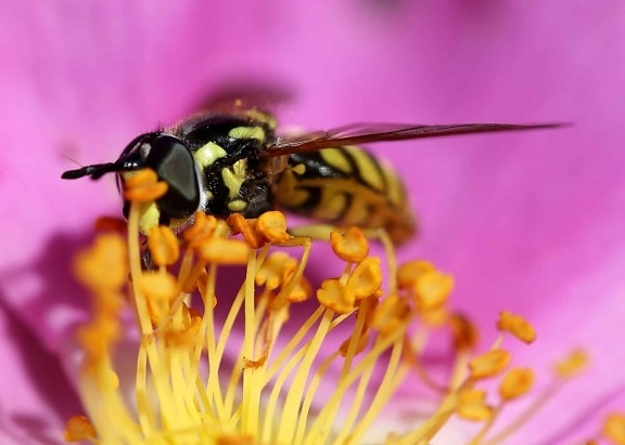 Hoa, mùa hè, côn trùng, thiên nhiên, phấn hoa, ong, động vật chân đốt, vĩ mô