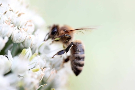 Pszczoła, pyłek, natura, zapylanie, kwiat, owad, stawonogów, makro