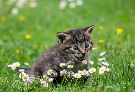field, grass, cute, summer, nature, cat, outdoor, flower