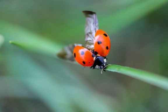 insecte, natura, ladybug, macro, detaliu, animale