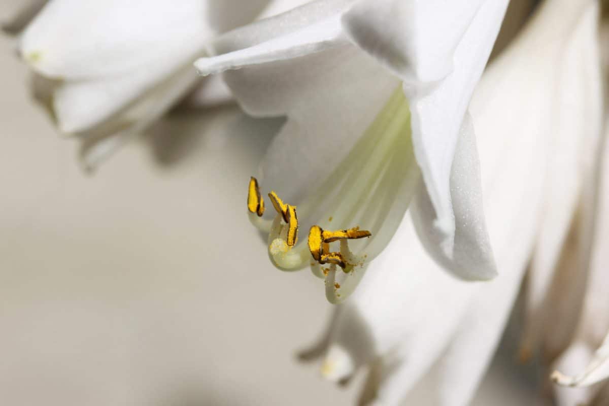Квітки білі лілії макрос, літо, природи, флора, завод, критий