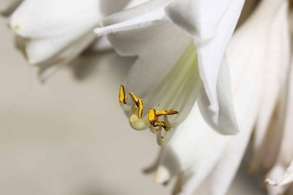 flor de lirio blanco, macro, verano, naturaleza, flora, plantas, interior