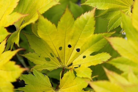 Зеленый лист макро, природа, флора, растений, дерево, осень, листва