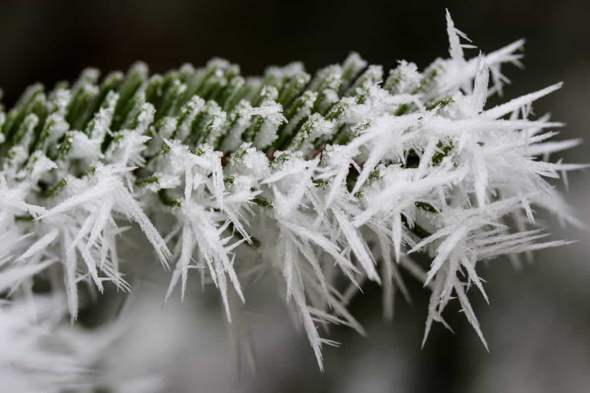 自然、冬、植物、植物、氷、マクロ、詳細、霜