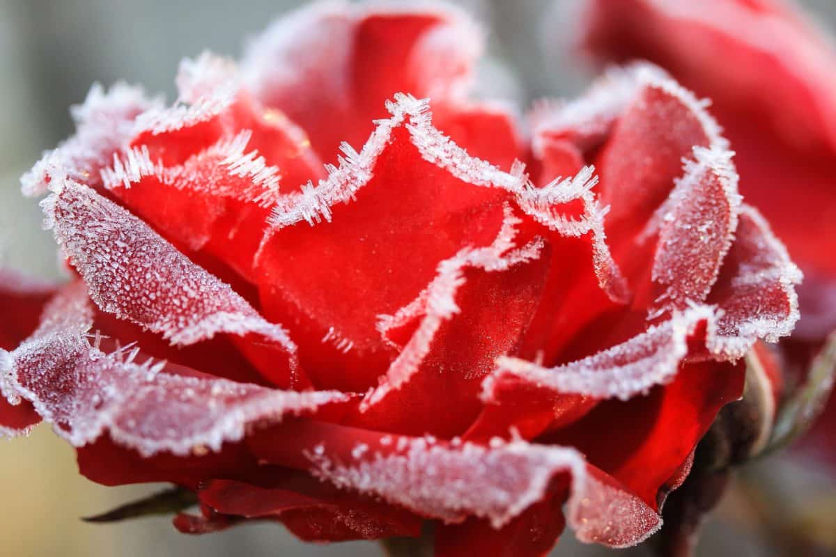 Frost, makro, rose, natur, blomma, växt, rosa, kronblad, is, kallt