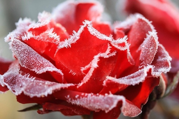 frost, macro, rose, nature, flower, plant, pink, petal, ice, cold